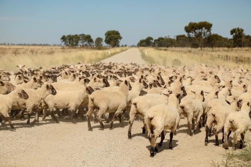 Flock of sheep being moved along country road - Australian Stock Image