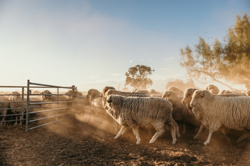 Flock of sheep gathered in a pen at sunset. - Australian Stock Image