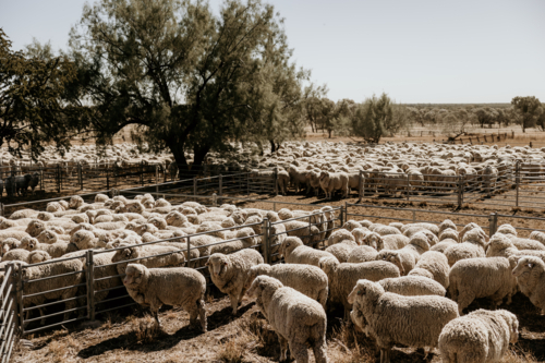 Flock of sheep gathered inside the stockyard fence on farm - Australian Stock Image