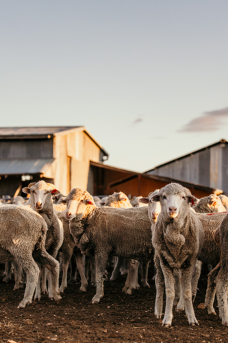 Flock of sheep gathered near shed on farm - Australian Stock Image