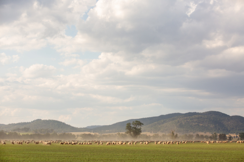Flock of sheep grazing on green field with dust in the air - Australian Stock Image