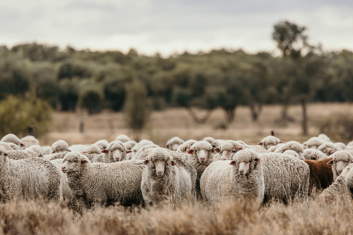 Flock of sheep grazing the land with dried grass - Australian Stock Image