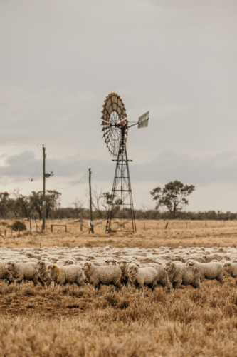 Flock of sheep grazing the land with dried grass. - Australian Stock Image