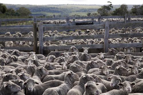 Flock of sheep huddled together in a wooden fenced yards - Australian Stock Image