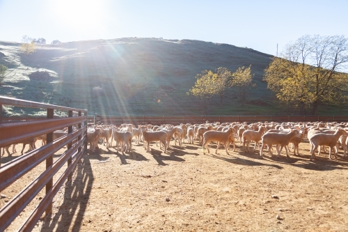 Flock of sheep in yards in morning sunlight - Australian Stock Image