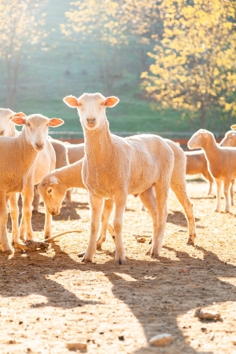 Flock of sheep in yards in morning sunlight - Australian Stock Image
