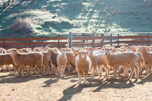 Flock of sheep in yards in morning sunlight - Australian Stock Image