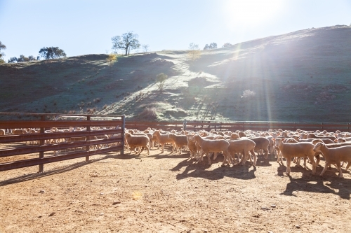 Flock of sheep in yards in morning sunlight - Australian Stock Image