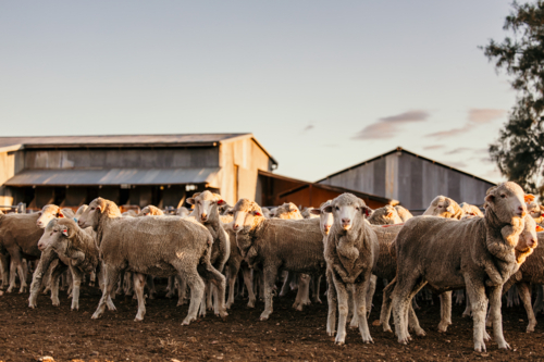 Flock of sheep outside the shearing shed in the evening light - Australian Stock Image