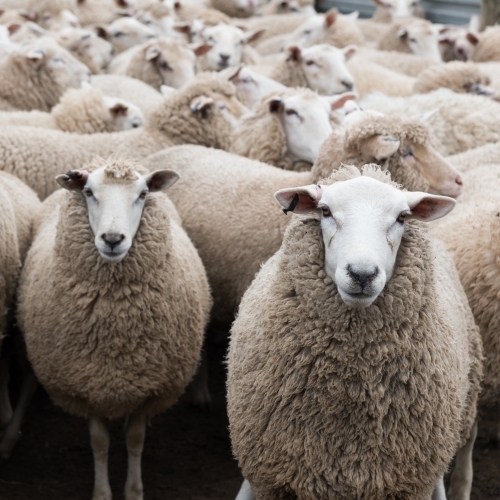 Flock of sheep ready to be shorn on shearing day - Australian Stock Image