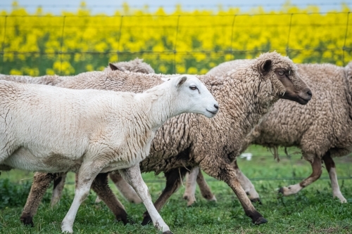 Flock of sheep walking through field together - Australian Stock Image