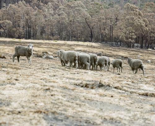 Flock of sheep wandering through bushfire landscape - Australian Stock Image