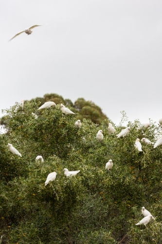 Flock of white cockatoos (corella birds) gathered in canopy - Australian Stock Image