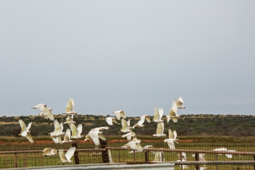 Flock of white Corella birds taking flight in the outback with station fences and yards