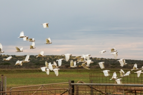 Flock of white Corella birds taking flight in the outback with station fences and yards - Australian Stock Image