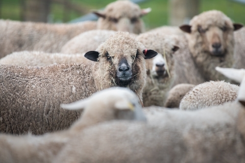 Flock of white sheep looking at camera - Australian Stock Image