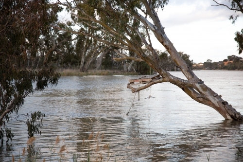 Flooded Murray River tree swing - Australian Stock Image