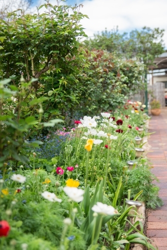 Flower Garden and Garden Path - Australian Stock Image