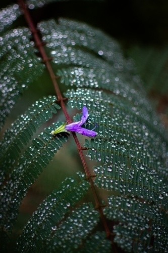 Flower Petal Perched On a Dew Drop Covered Leafy Tree Branch - Australian Stock Image