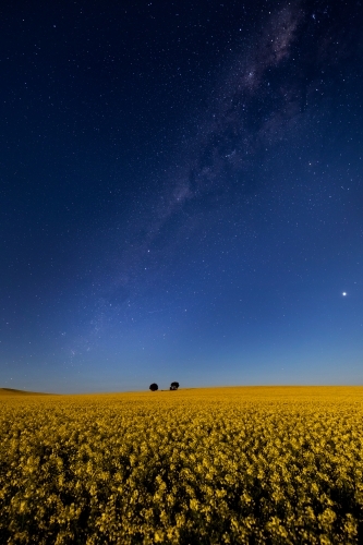 flowering canola at night under starry sky - Australian Stock Image