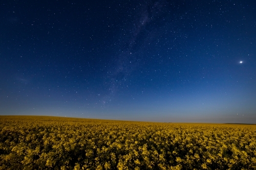 flowering canola at night under starry sky - Australian Stock Image