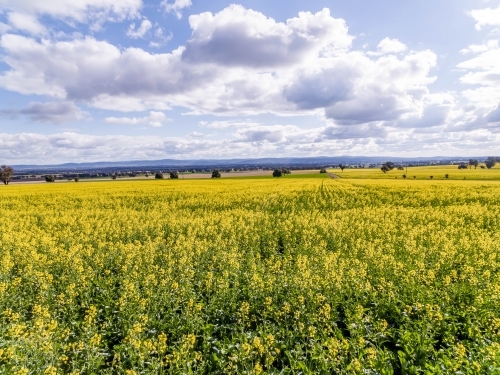 Flowering canola crop - Australian Stock Image