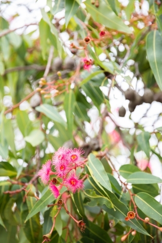 flowering gum tree with pink blossoms - Australian Stock Image