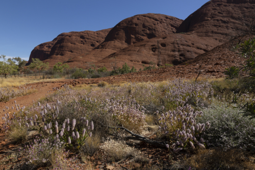 Flowering plant and desert landscape - Australian Stock Image