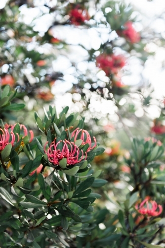 Flowering Tasmanian Waratah plant