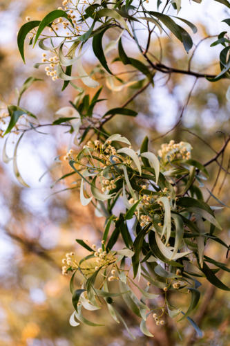 flowering wattle (acacia) tree with grey green leaves and soft yellow flowers - Australian Stock Image