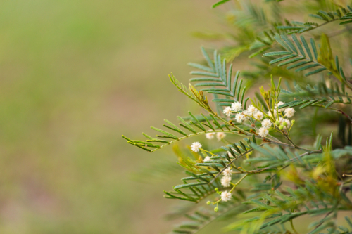 Flowering wattle tree in natural bushland - Australian Stock Image