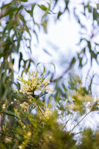 Flowering wattle tree in natural bushland with copy space - Australian Stock Image