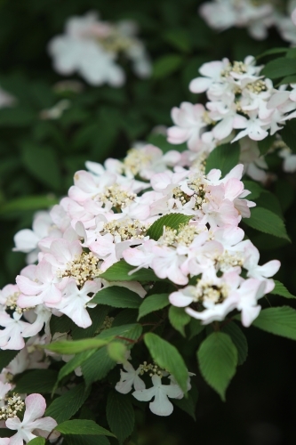 Flowers at an open garden - Australian Stock Image