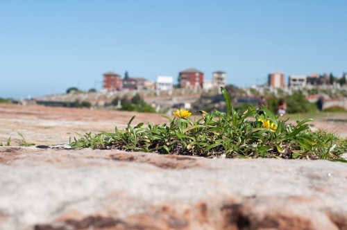 Flowers on rocks - Australian Stock Image