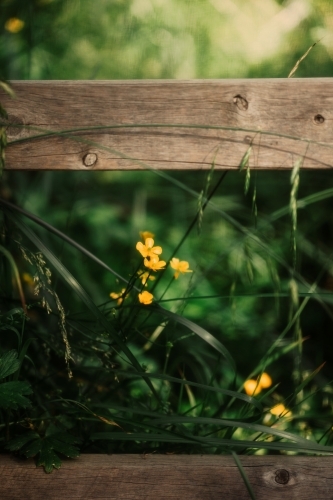 Flowers through fence - Australian Stock Image