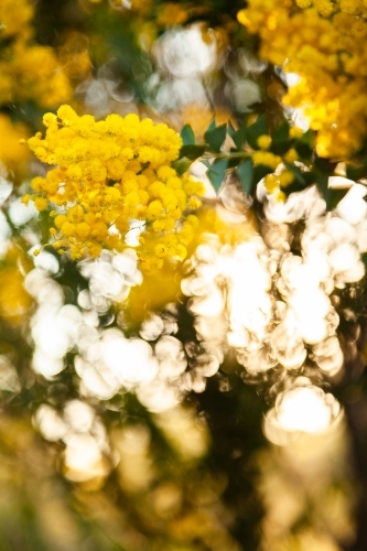 Fluffy golden wattle and bokeh light - Australian Stock Image