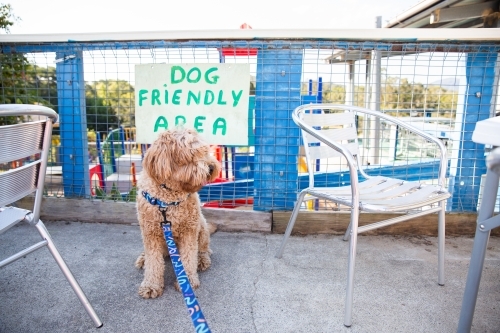 fluffy labradoodle sitting in a dog friendly cafe area