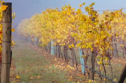 fog over autumn coloure vines in the Yarra Valley near Yarra Glen, Victoria, Australia - Australian Stock Image
