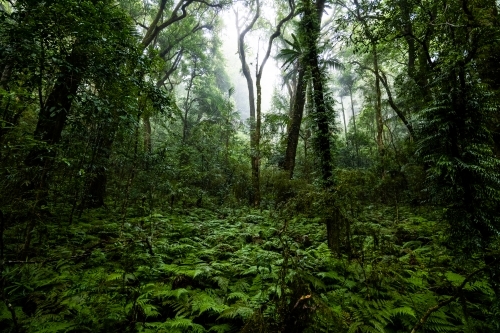 Foggy dense rainforest - Australian Stock Image