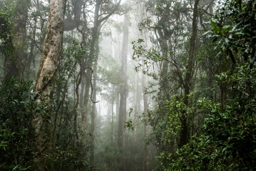 Foggy dense rainforest