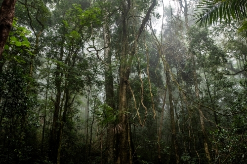 Foggy dense rainforest - Australian Stock Image