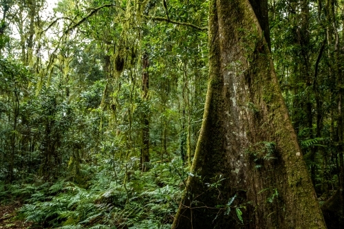 Foggy dense rainforest - Australian Stock Image