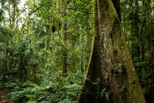 Foggy dense rainforest