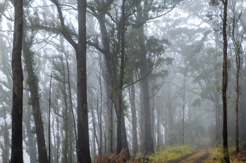 Foggy dense rainforest - Australian Stock Image