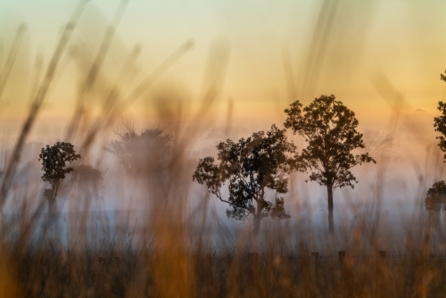 Foggy early morning sunrise landscape with trees and grass - Australian Stock Image