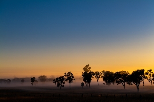 Foggy early morning sunrise landscape with trees and grass - Australian Stock Image