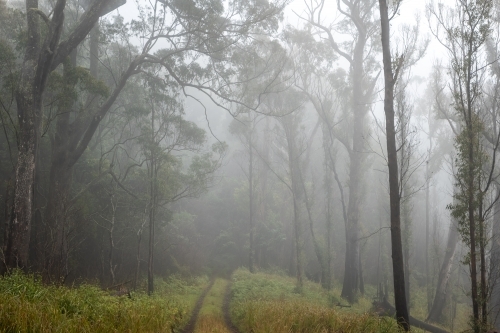 Foggy forest and vehicle trail - Australian Stock Image