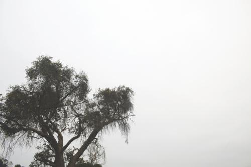 Foggy Gumtree - Australian Stock Image