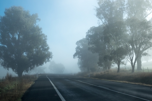 Foggy road surrounded by trees - Australian Stock Image