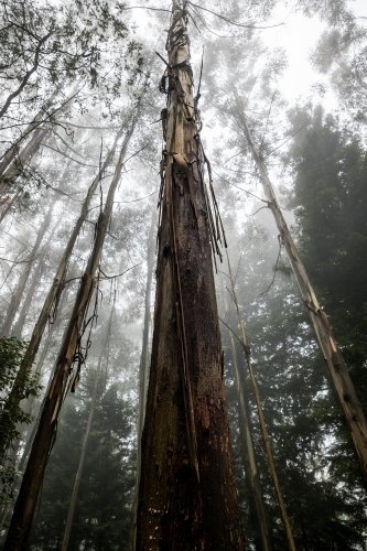 Foggy trees and forest scene - Australian Stock Image